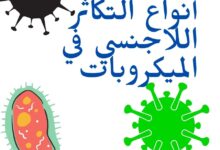 أنواع التكاثر اللاجنسي في الميكروبات